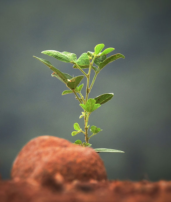 Une jeune pousse sort de la terre.