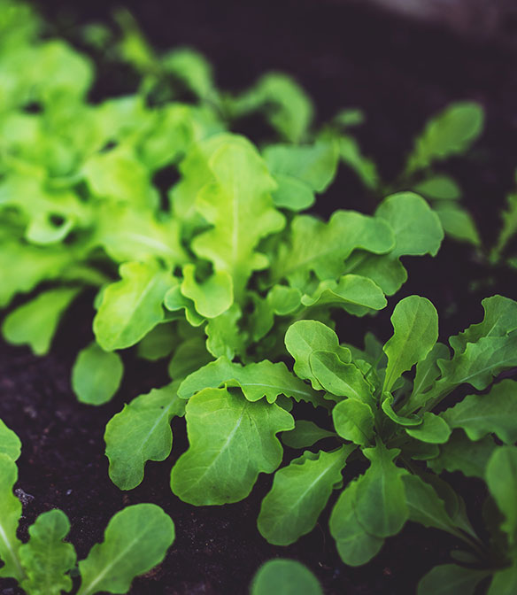 Des jeunes pousses de salades dans le sol.