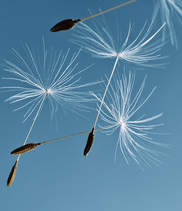 Des pissenlits volent dans l'air.