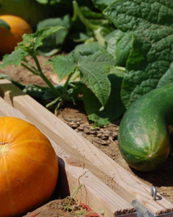 Un potager avec des courges.