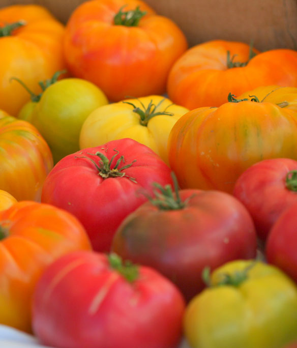 Plusieurs variétés de tomates anciennes.