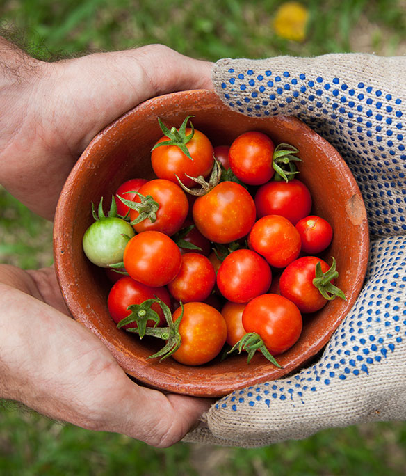 Des tomates cerises dans un bol entre des mains.